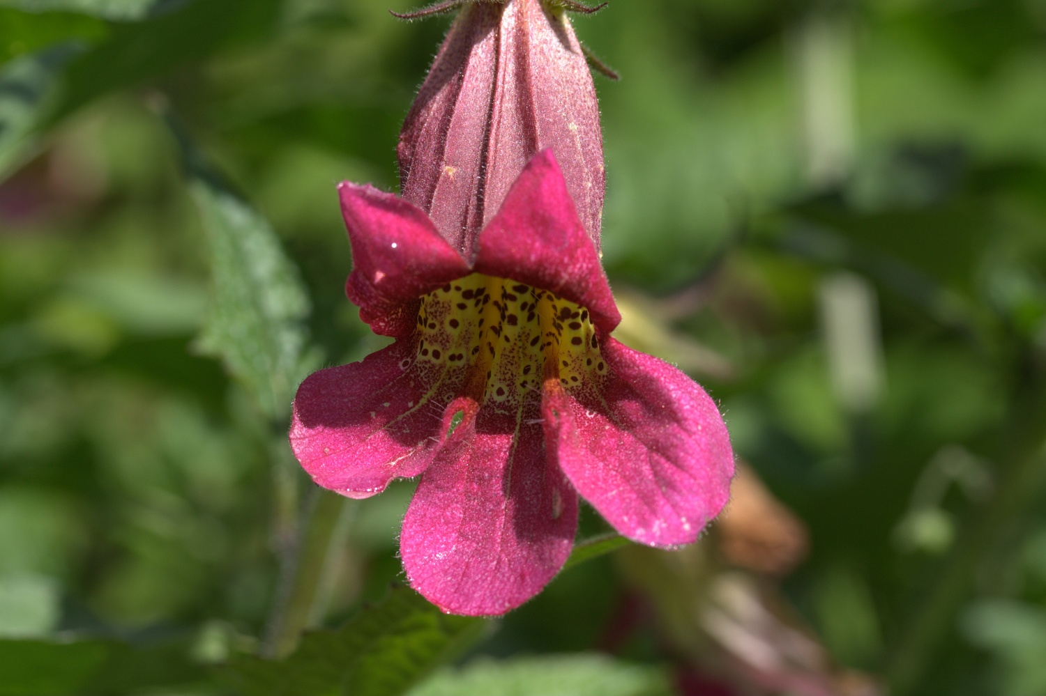 Rehmannia elata - Image 2