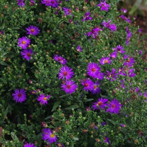 Symphyotrichum laeve ‘Orpheus’