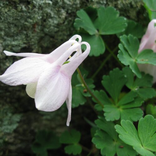 Aquilegia flabellate var. pumila f kurilensis 'Rosea'