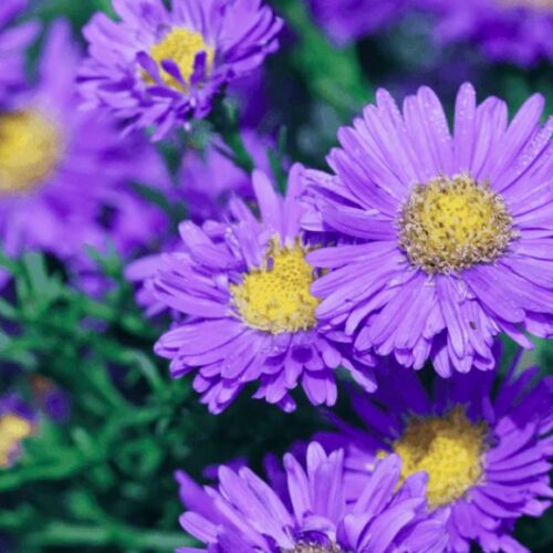Aster alpinus ‘Goliath’