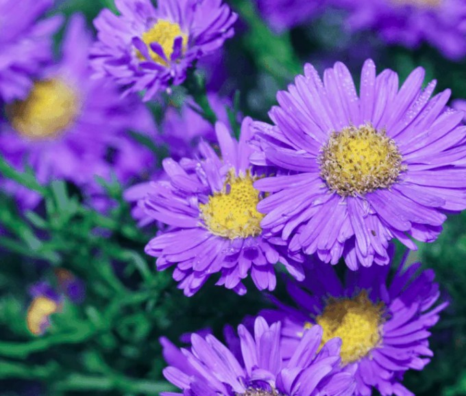 Aster alpinus ‘Goliath’