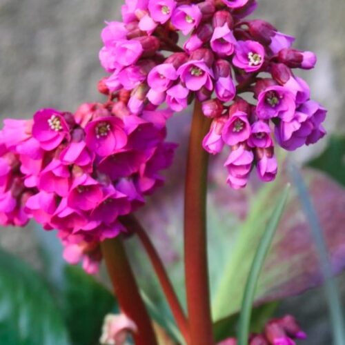 Bergenia purpurascens