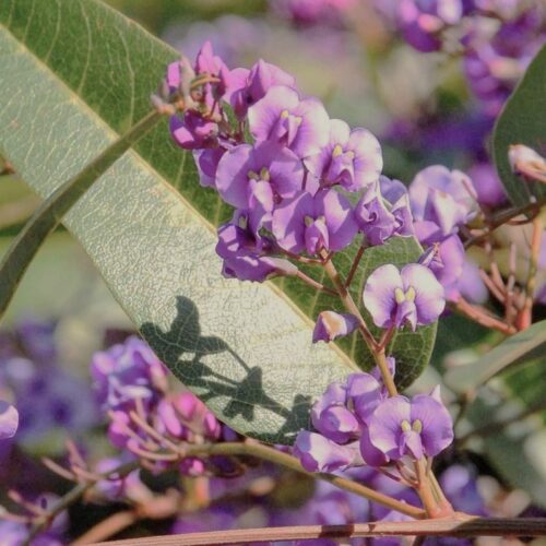 Hardenbergia violacea 'Lilac Lace'