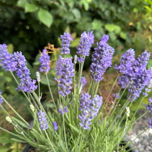Lavandula angustifolia ‘BeeZee Light Blue’