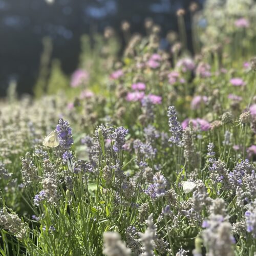 Alternative view of Lavandula angustifolia ‘BeeZee Light Blue’