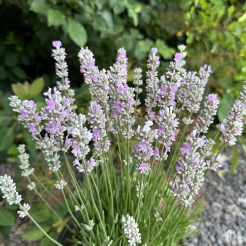 Lavandula angustifolia ‘BeeZee Pink’
