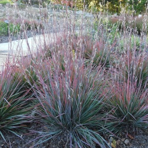 Schizachyrium scoparium ‘Standing Ovation’