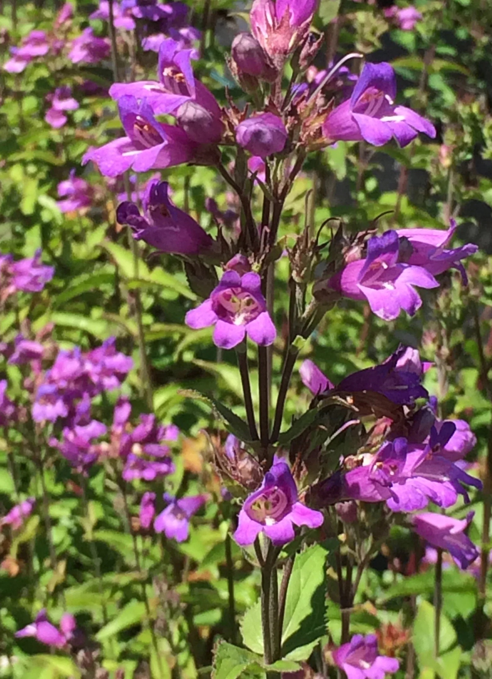 Penstemon ‘Serrulatus’ - Image 3