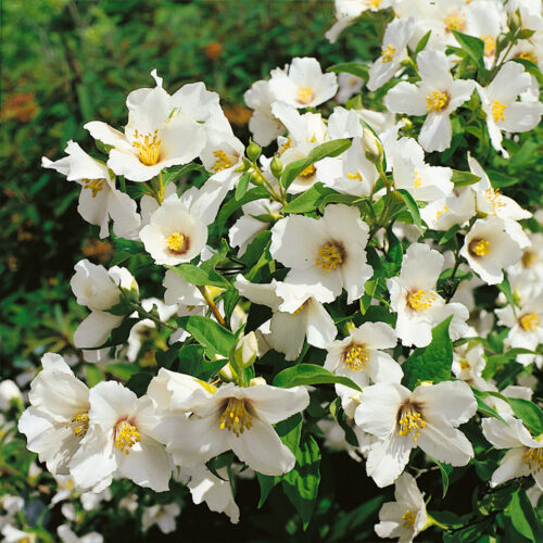 Philadelphus ‘Belle Etoile’