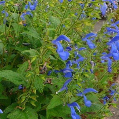 Alternative view of Salvia patens ‘Blue Angel’