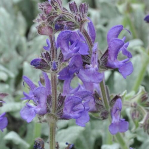 Salvia canescens var. daghestanica