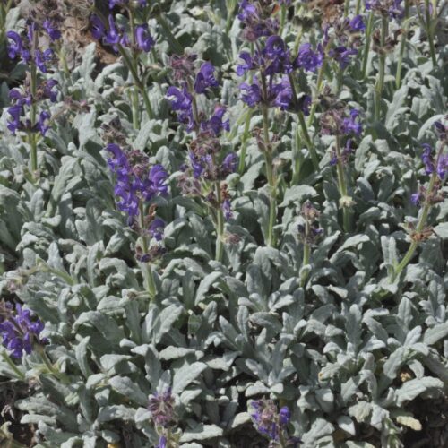 Alternative view of Salvia canescens var. daghestanica