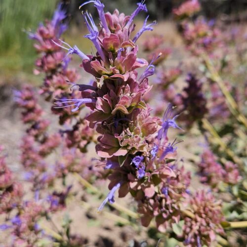 Salvia pachyphylla