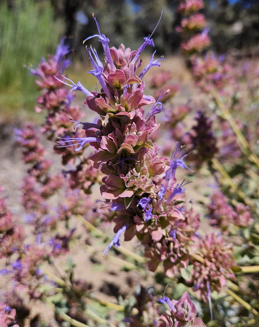 Salvia pachyphylla