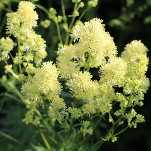 Thalictrum lucidum