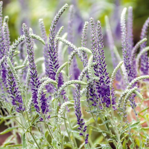 Alternative view of Veronica incana