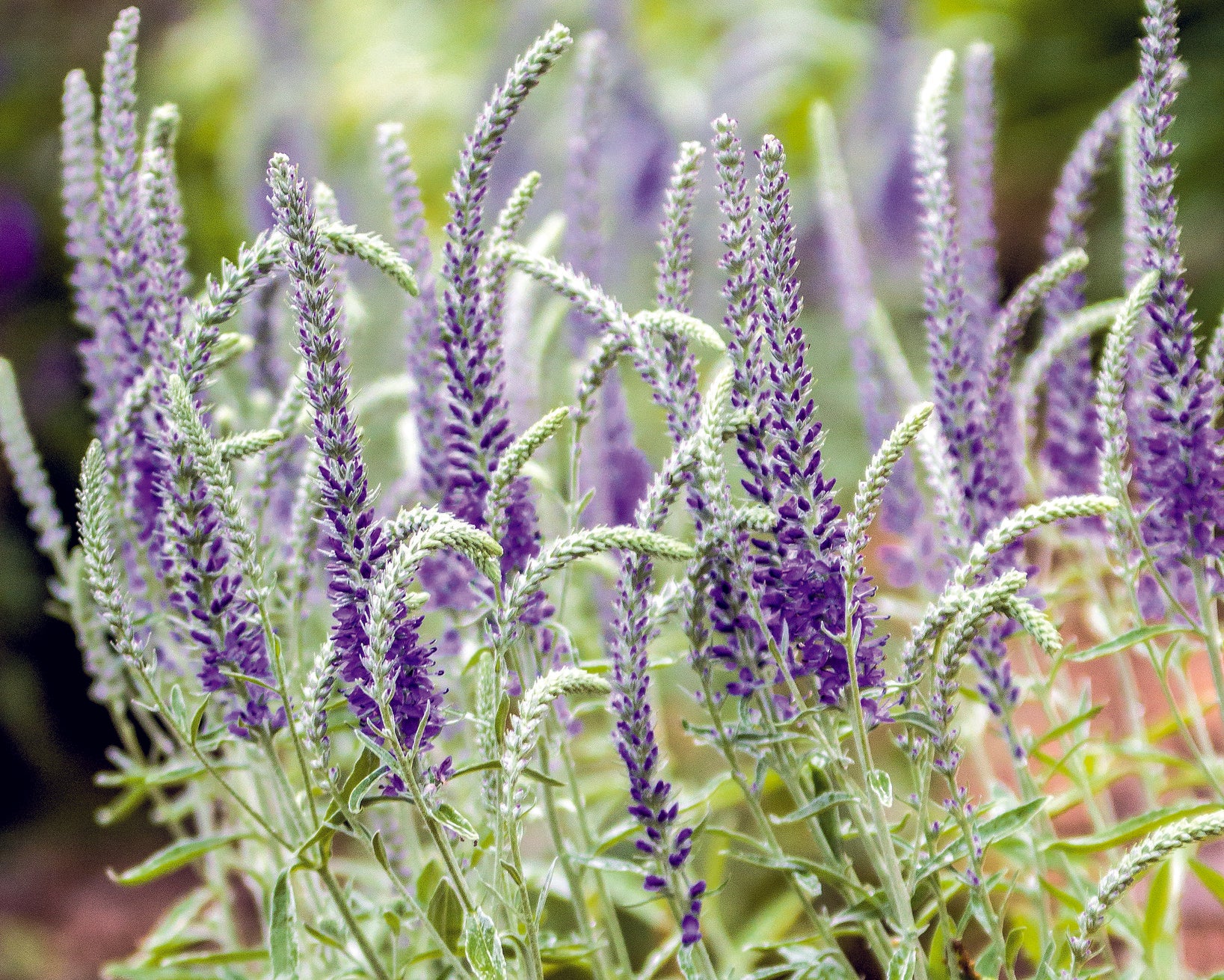 Veronica incana - Image 2