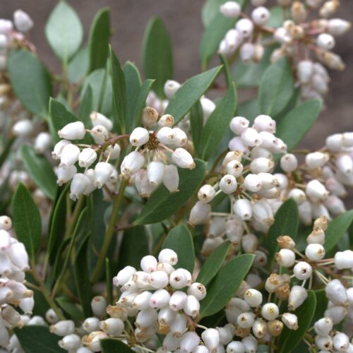 Arctostaphylos densiflora ‘Howard McMinn’