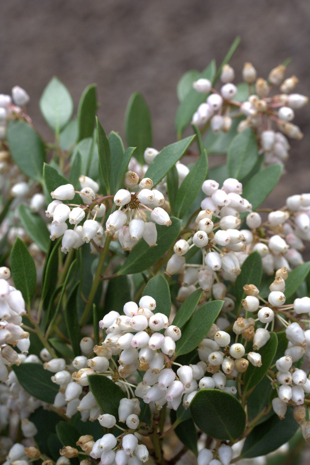 Arctostaphylos densiflora ‘Howard McMinn’