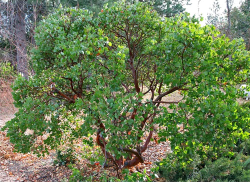 Alternative view of Arctostaphylos densiflora ‘Howard McMinn’