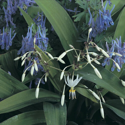 Arthropodium cirrhatum ‘Matapouri Bay’