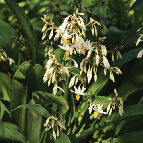 Alternative view of Arthropodium cirrhatum ‘Matapouri Bay’