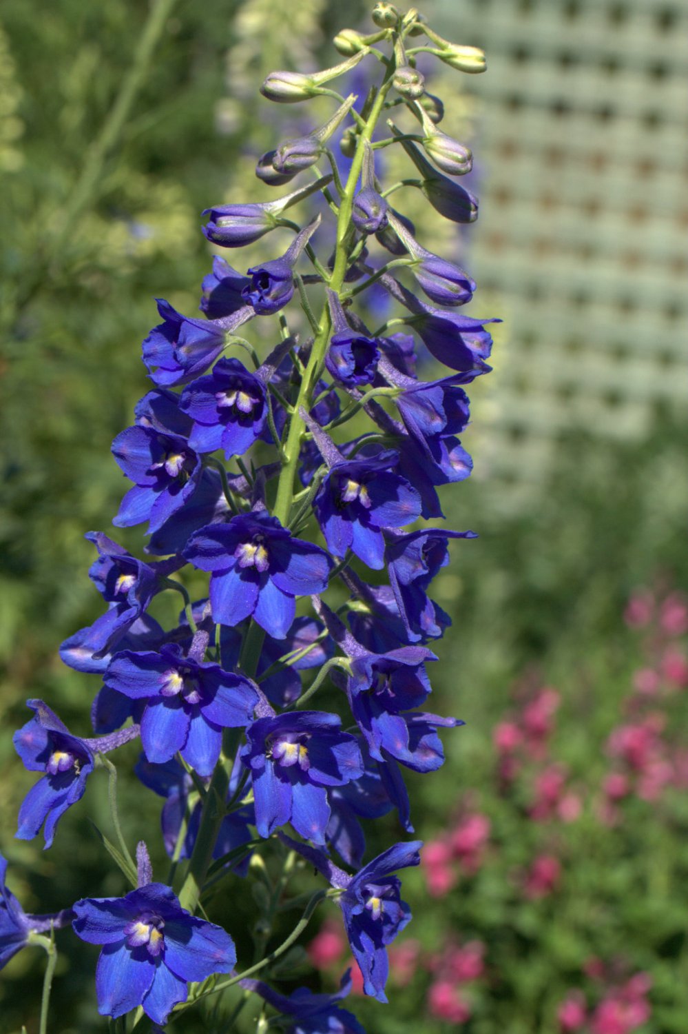 Delphinium ‘Volkerfrieden’