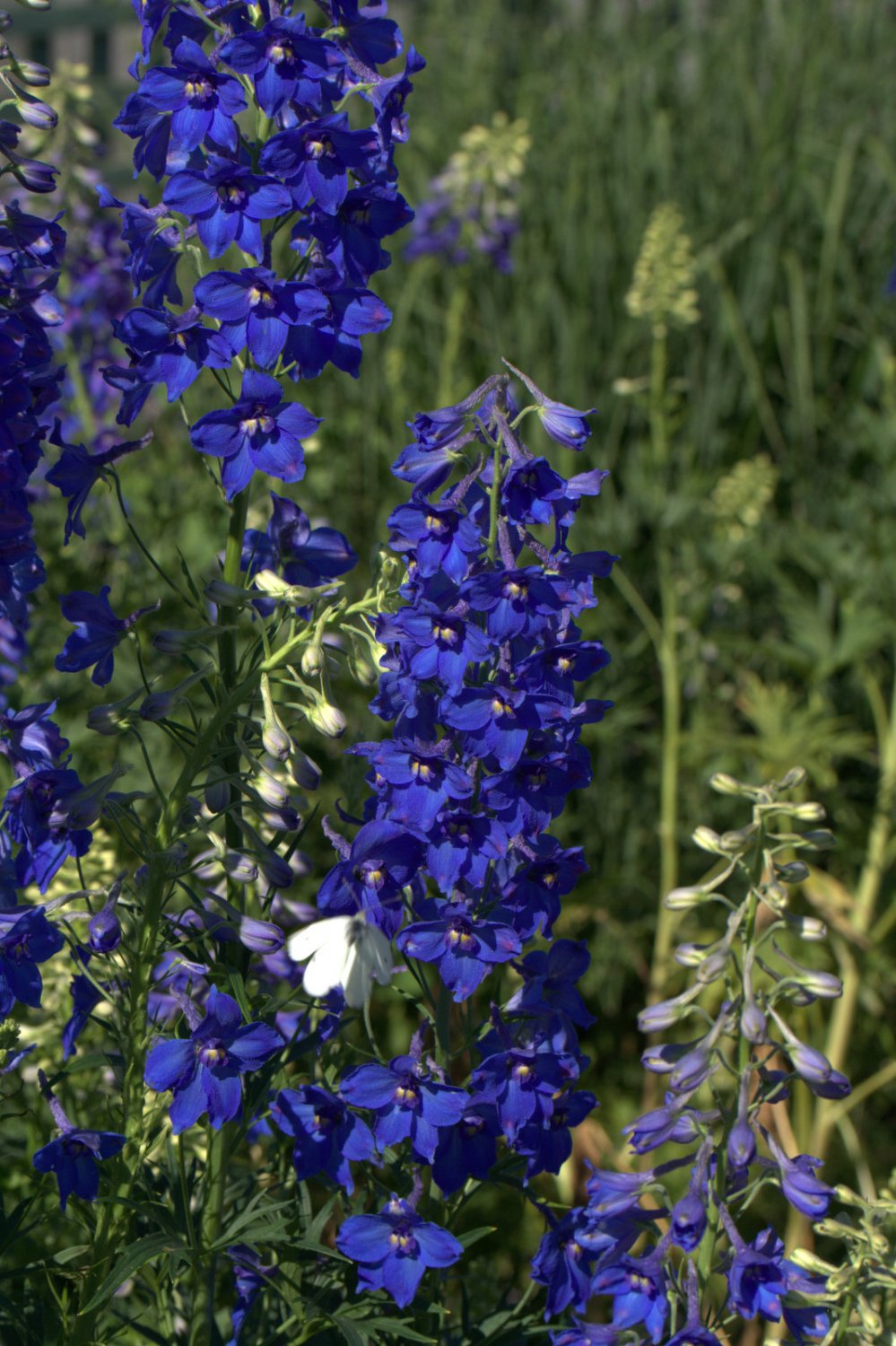 Delphinium ‘Volkerfrieden’ - Image 2