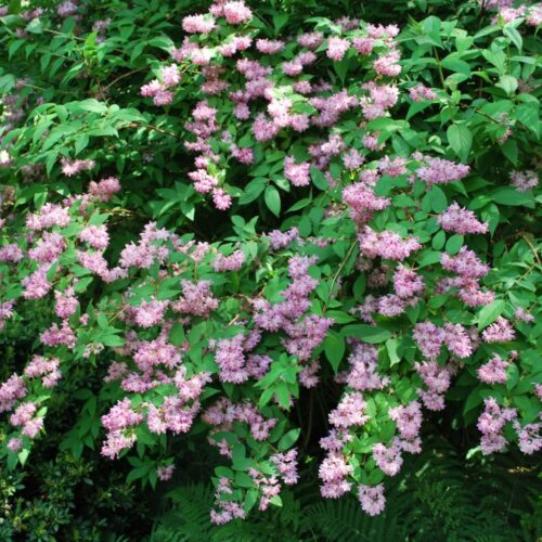 Alternative view of Deutzia ‘Magicien’