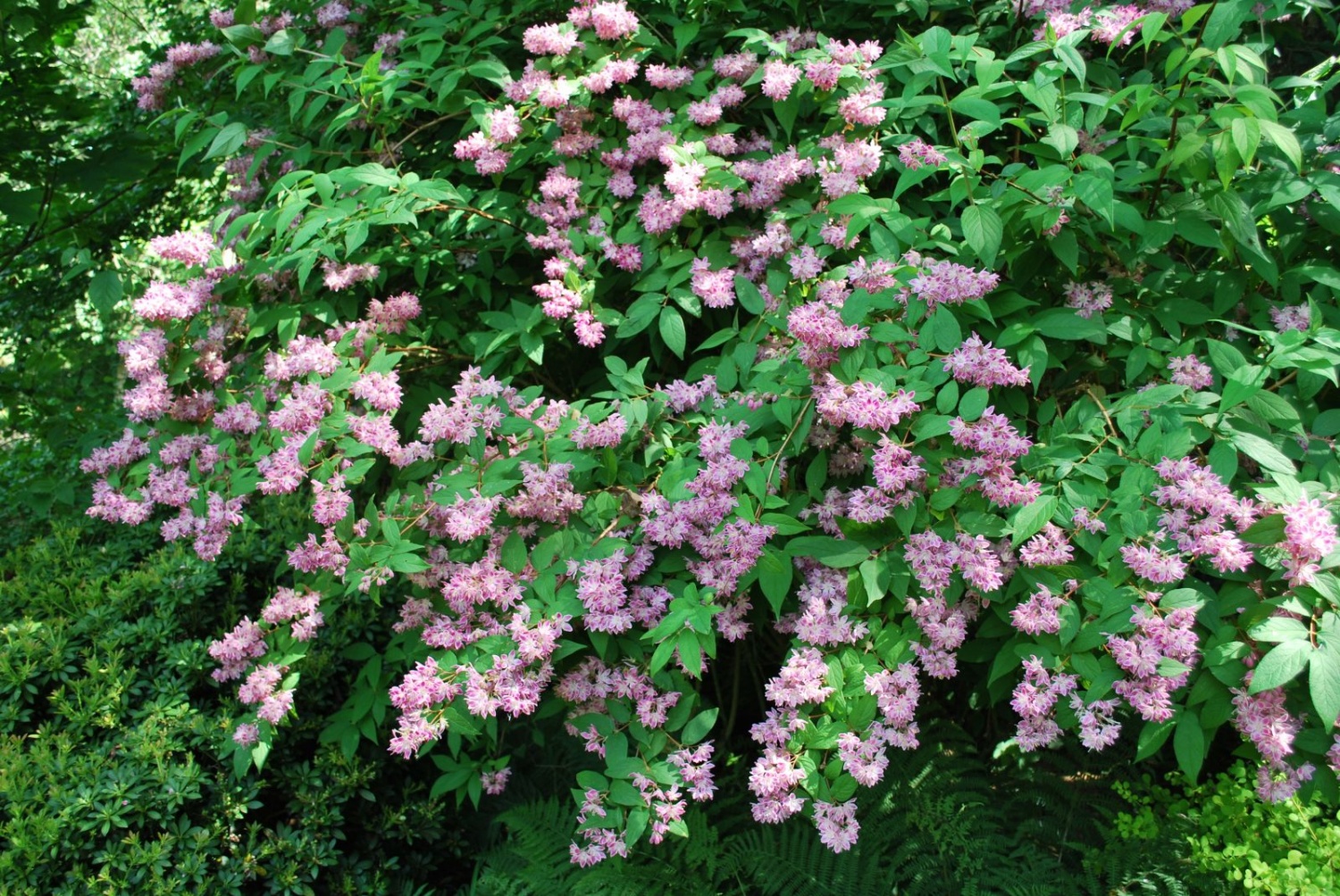 Deutzia ‘Magicien’ - Image 2