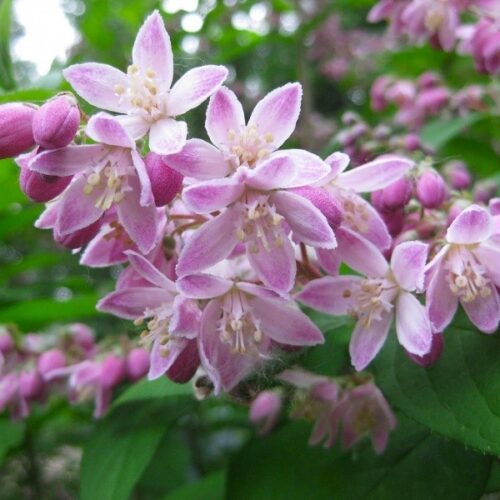 Deutzia ‘Magicien’