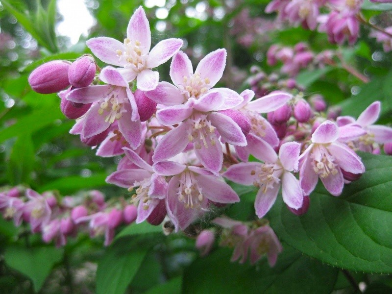 Deutzia ‘Magicien’