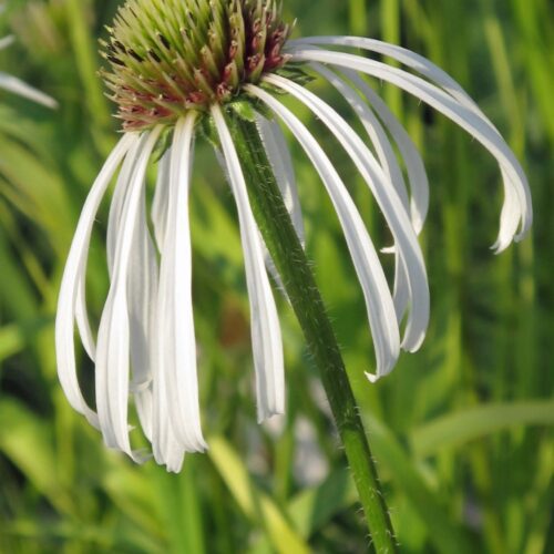 Echinacea pallida ‘Hula Dancer’