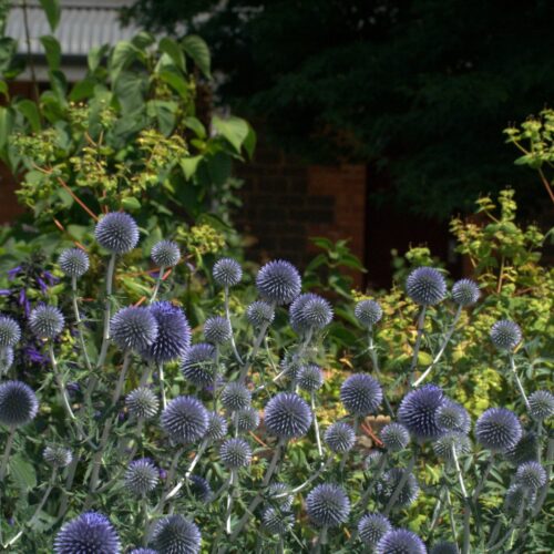 Alternative view of Echinops bannaticus ‘Taplow Blue’