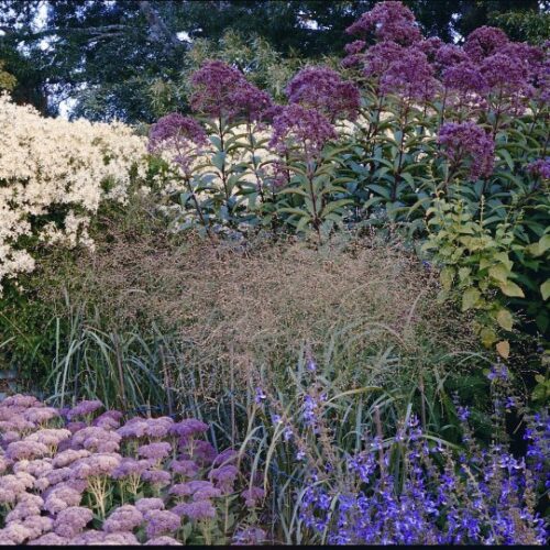 Eupatorium purpureum subsp. macculatum ‘Gateway’