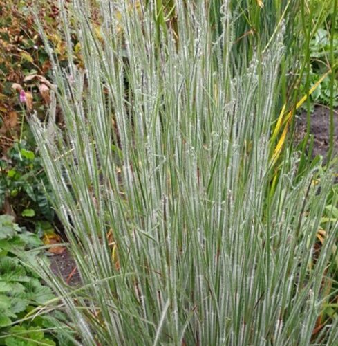 Schizachyrium scoparium ‘Ha Ha Tonka’