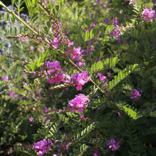 Indigofera heterantha