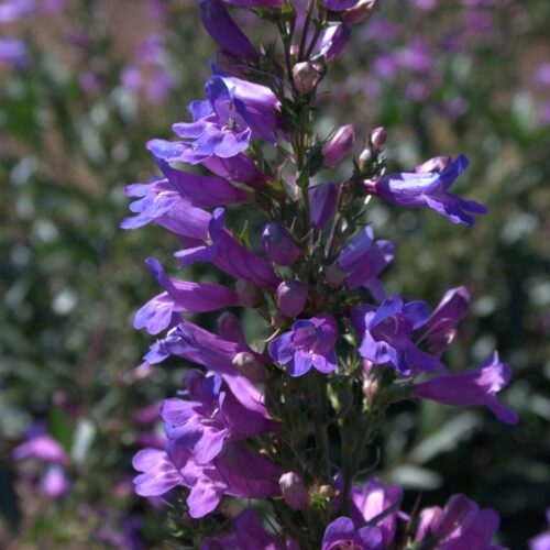 Penstemon ‘Serrulatus’