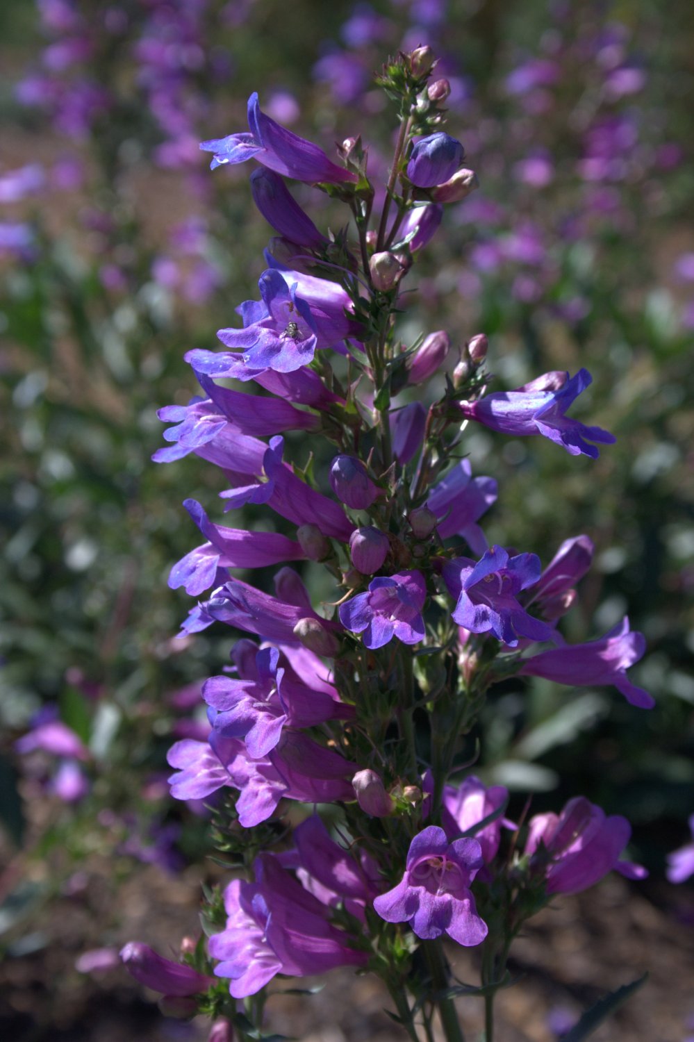 Penstemon ‘Serrulatus’