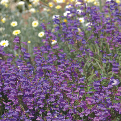 Alternative view of Penstemon ‘Serrulatus’