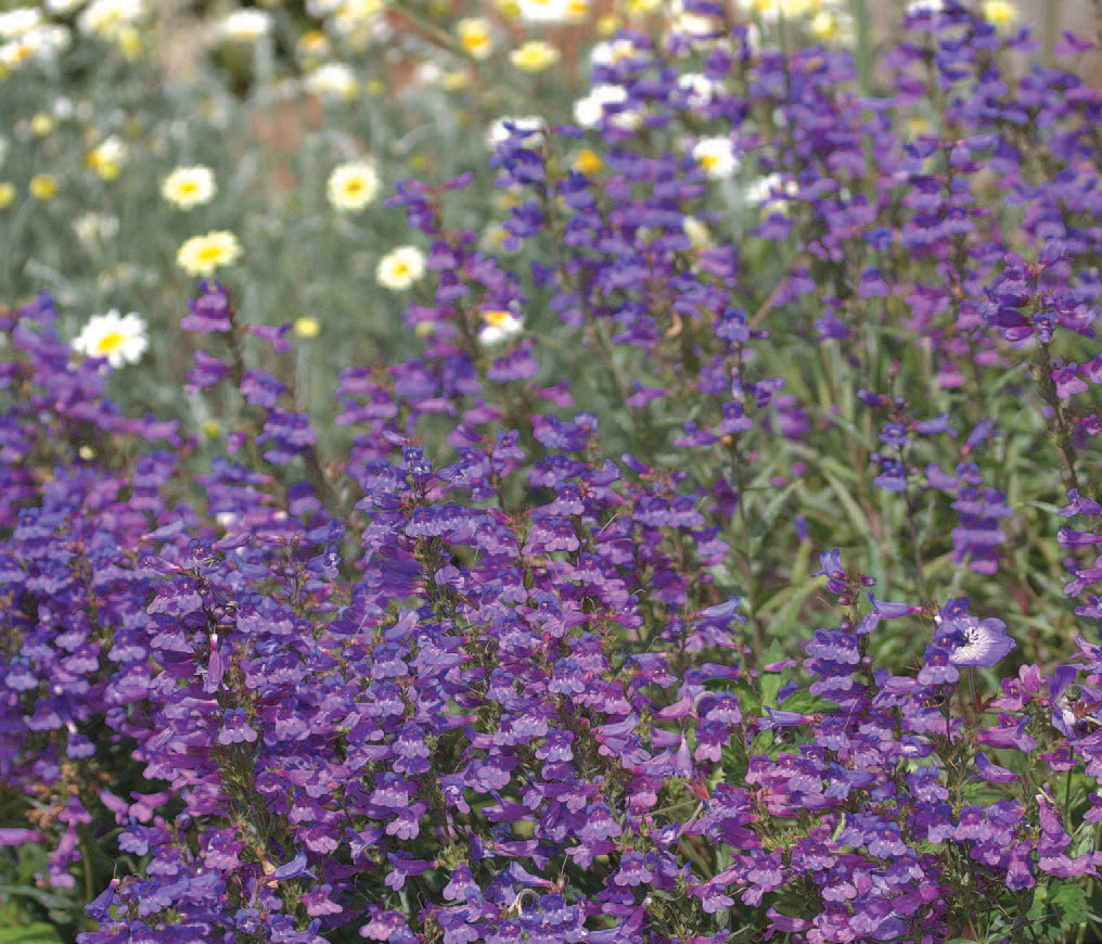 Penstemon ‘Serrulatus’ - Image 2