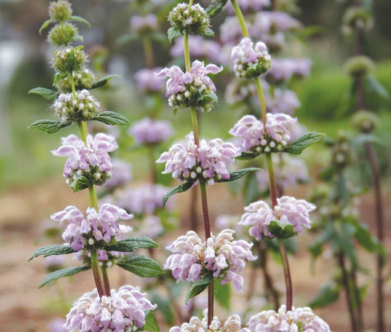 Phlomis tuberosa
