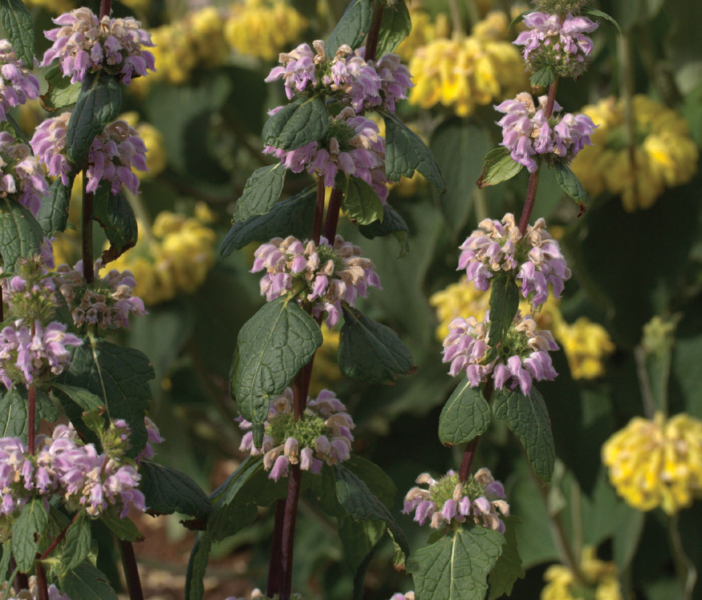 Phlomis tuberosa - Image 3