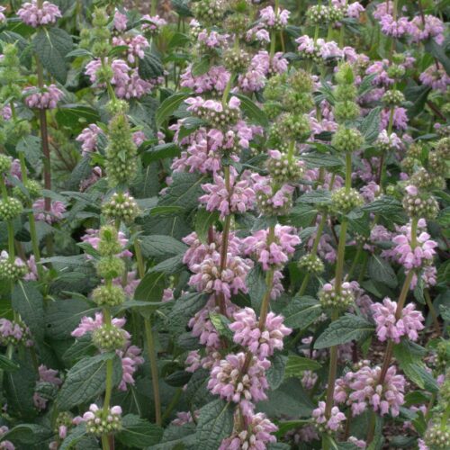 Alternative view of Phlomis tuberosa