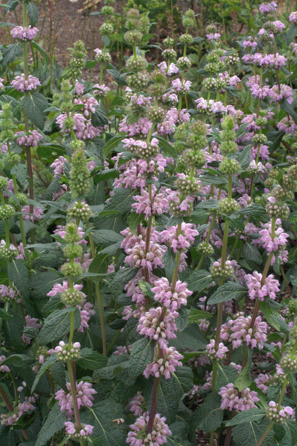 Phlomis tuberosa - Image 2