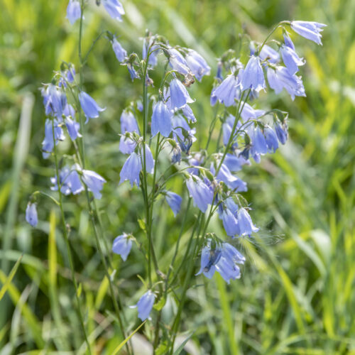 Adenophora liliifolia