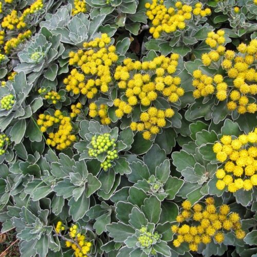 Ajania pacifica 'Bea'