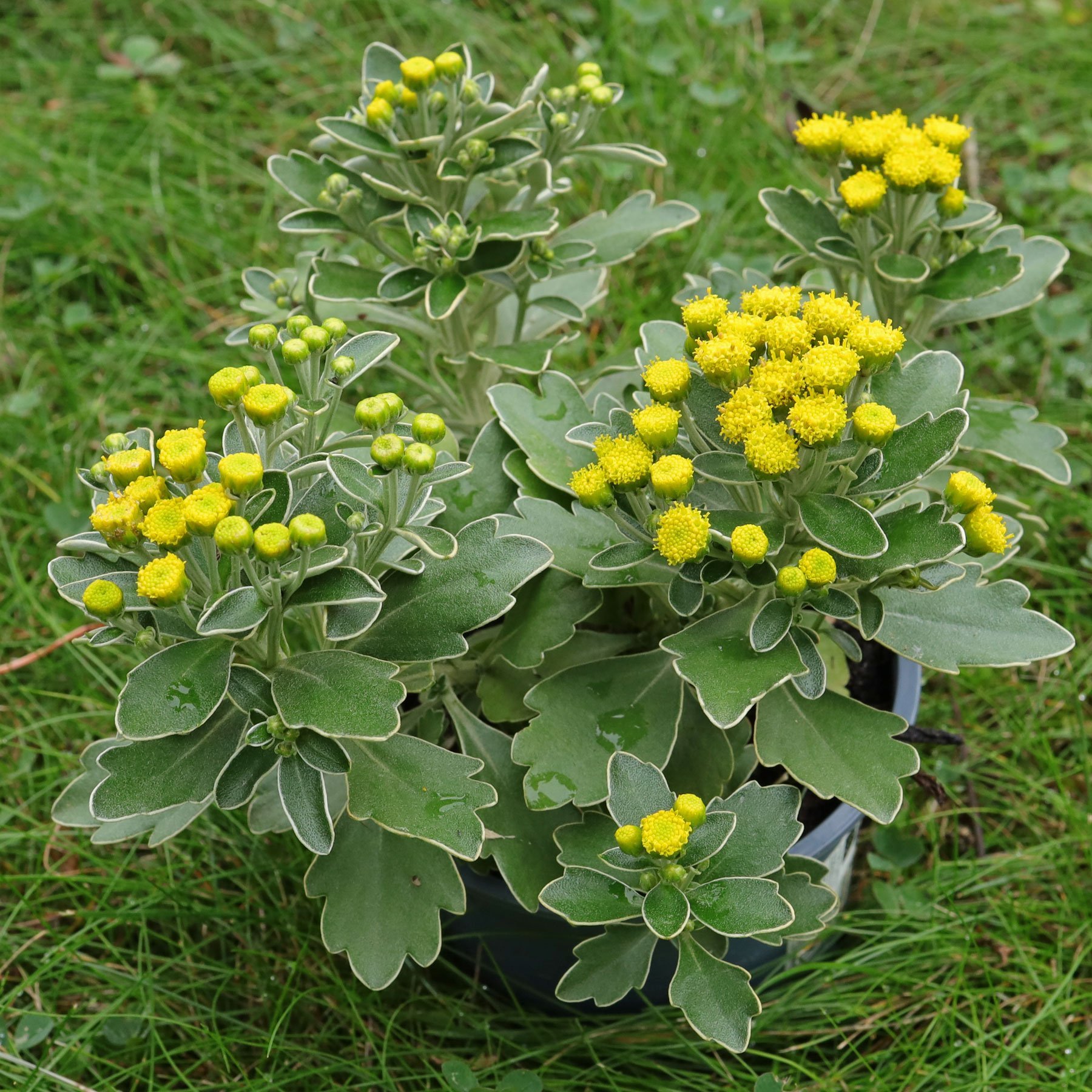 Ajania pacifica 'Bea'