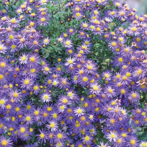 Aster ageratoides 'Mason Reed'
