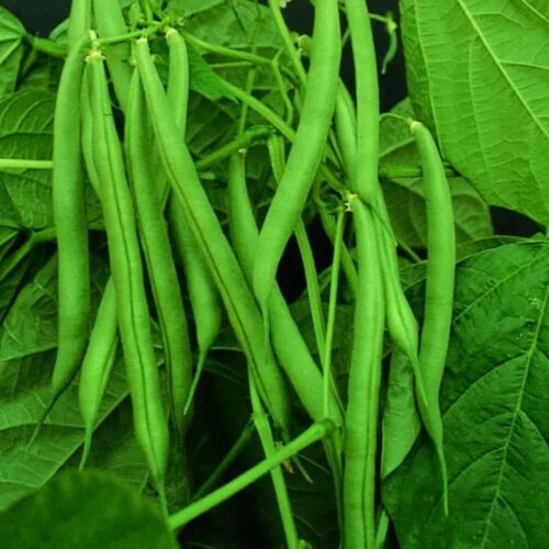 Bean, Climbing ‘Blue Lake’ (Phaseolus vulgaris)